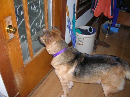 Hugo looking out front door