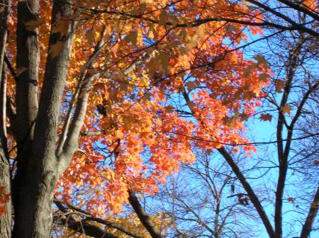 fall leaves