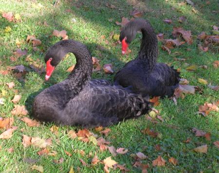 black swans