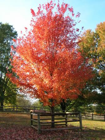 tree at Grant's Farm