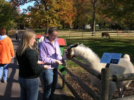 llama