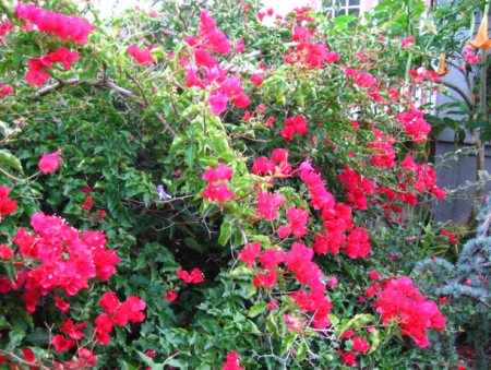 bougainvillea.png