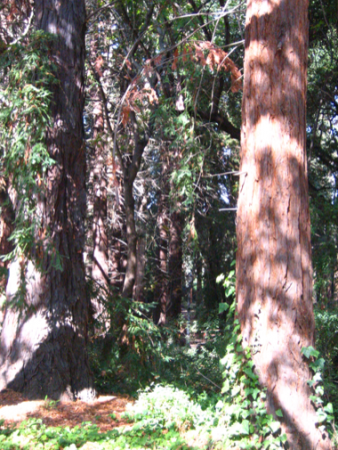 redwoods.png