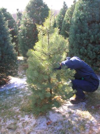 Rob cutting down the tree