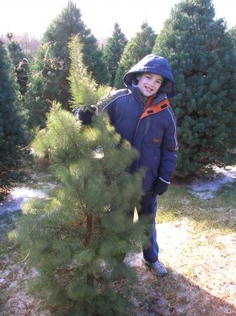 Harvey shaking the tree