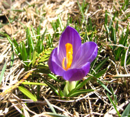 crocus.png