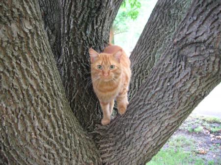 kitty in the tree 8-20-07