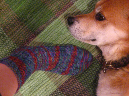 sockwdog.png