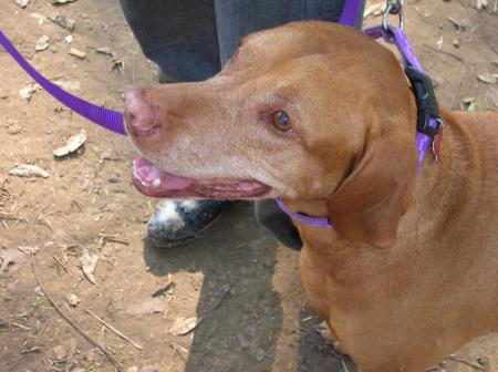 dog at Ren Fest