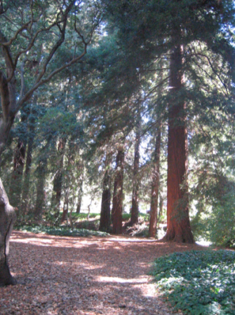 campusredwoods.png