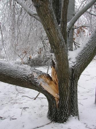 ice storm 12-07